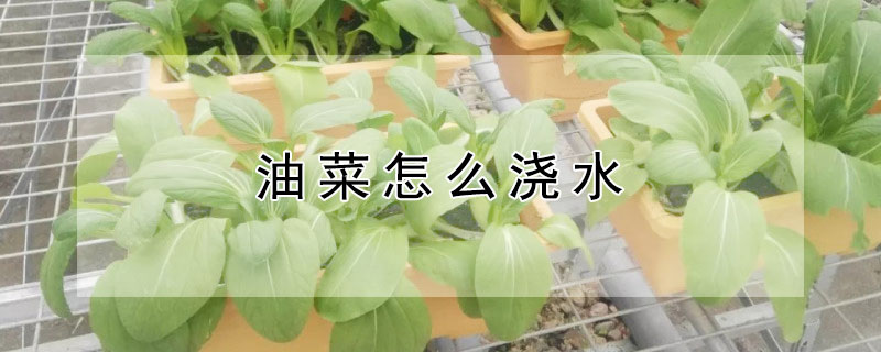 油菜怎么浇水"