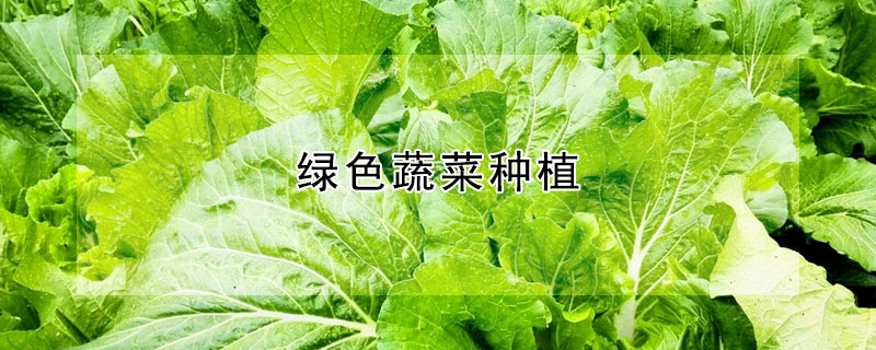 绿色蔬菜种植"