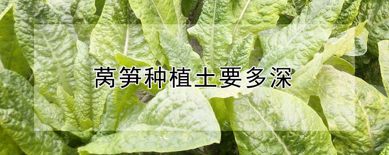 莴笋种植土要多深"