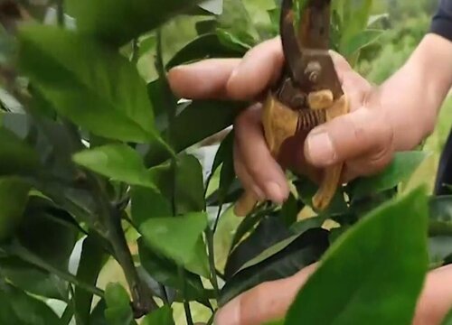 果树什么季节剪枝最好