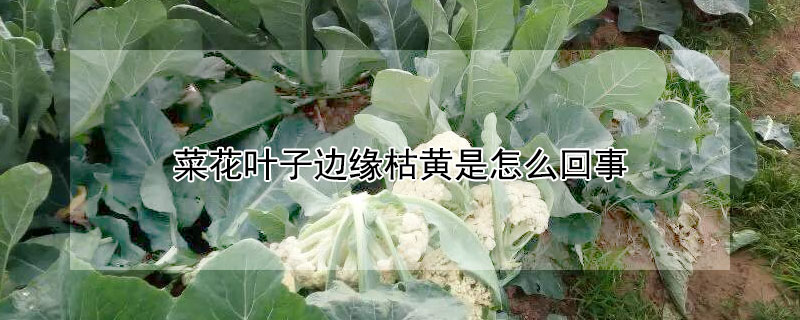 菜花叶子边缘枯黄是怎么回事"