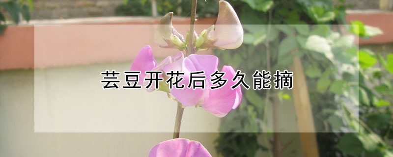 芸豆开花后多久能摘"