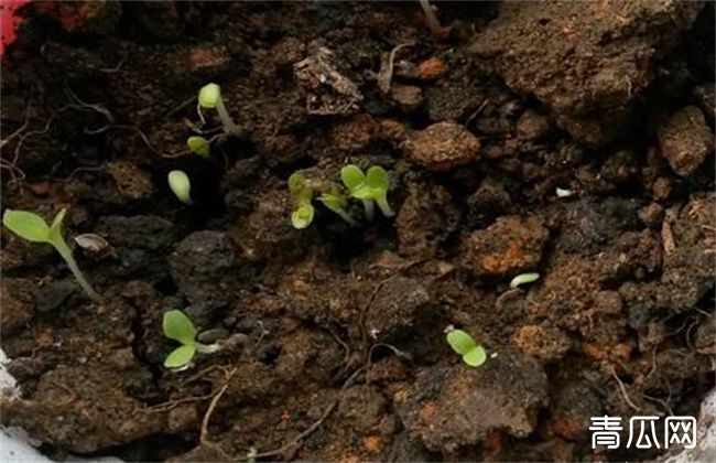 生菜怎么种植容易发芽？生菜浸种催芽技术"