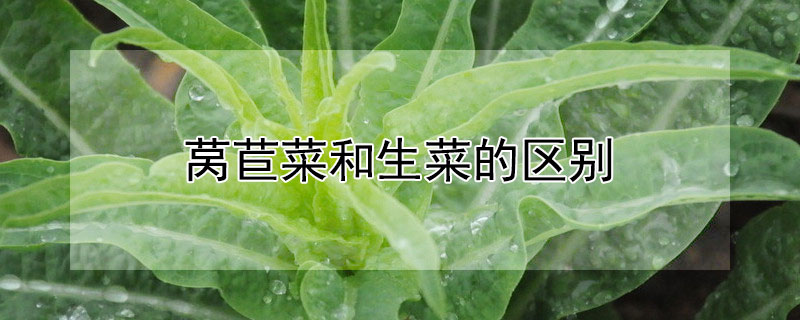 莴苣菜和生菜的区别"