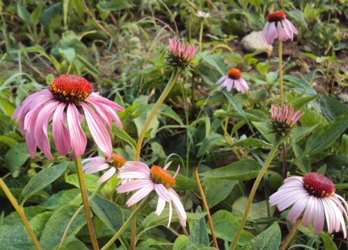 松果菊耐寒吗 松果菊冬季养护