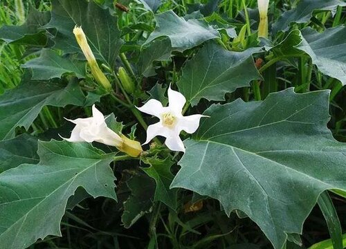 代表魅惑的花