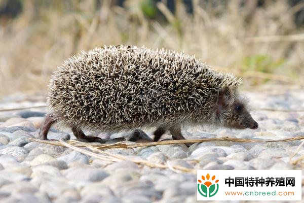 刺猬的功效和药用价值