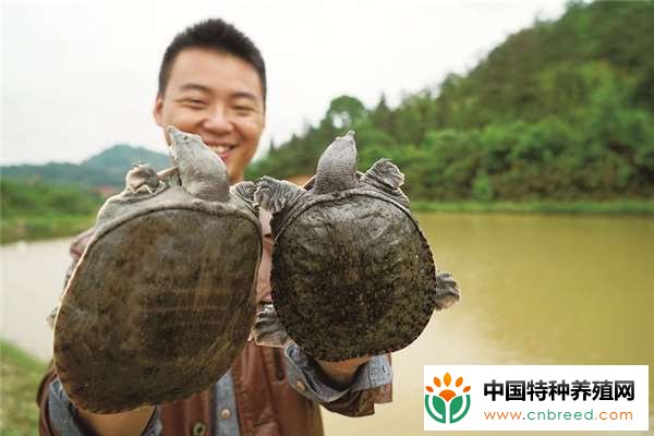 钓甲鱼用什么饵最好