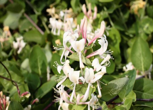 金银花耐寒最低温度（家里栽金银花怎么防寒过冬）