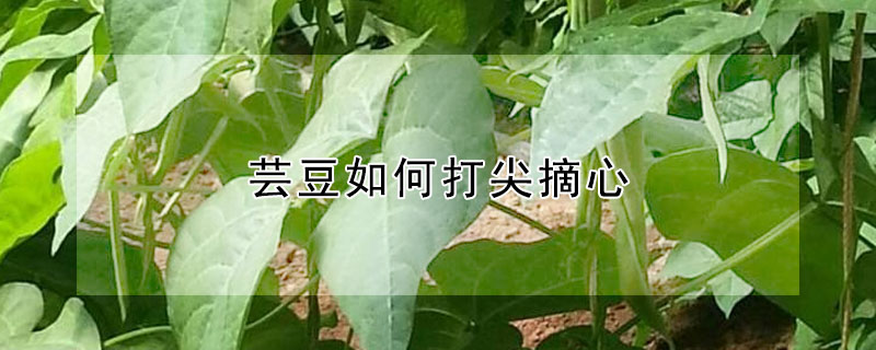 芸豆如何打尖摘心"