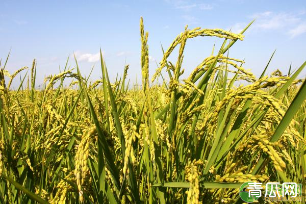 高产水稻的种植方法有哪些技巧"