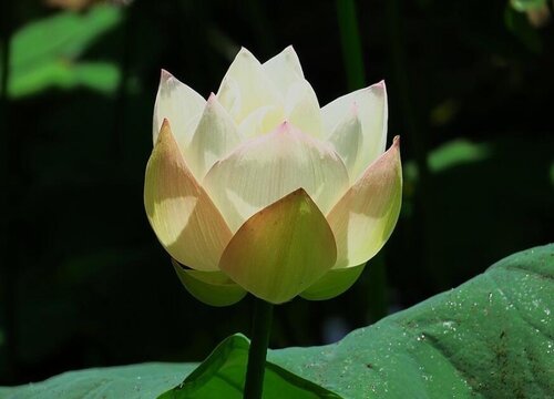 代表偏爱的花（偏爱是什么花的花语）