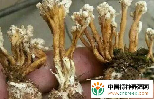 金蝉花一般喜欢生长在什么地方？