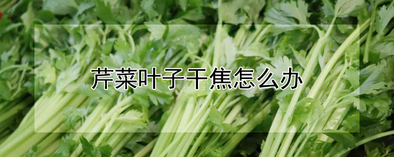 芹菜叶子干焦怎么办