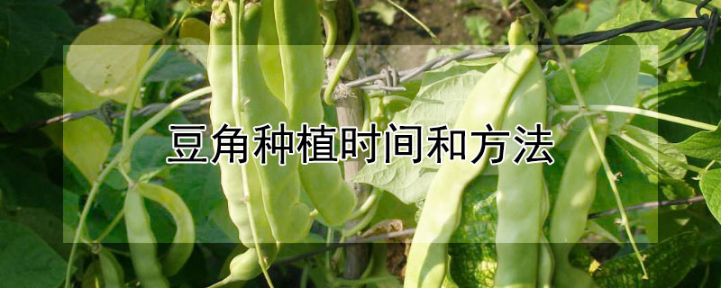 豆角种植时间和方法"