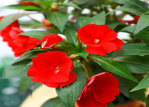 适合院子里栽种的花卉