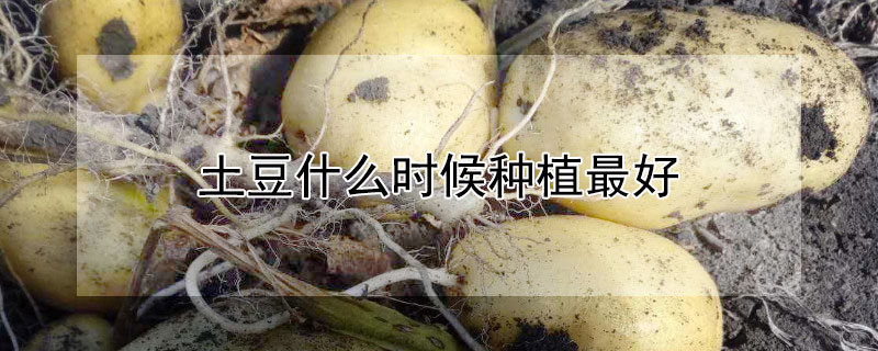 土豆什么时候种植最好"