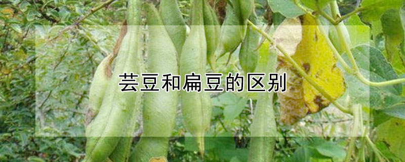 芸豆和扁豆的区别"