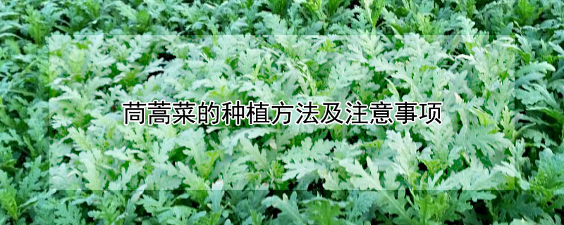 茼蒿菜的种植方法及注意事项"