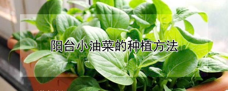 阳台小油菜的种植方法"