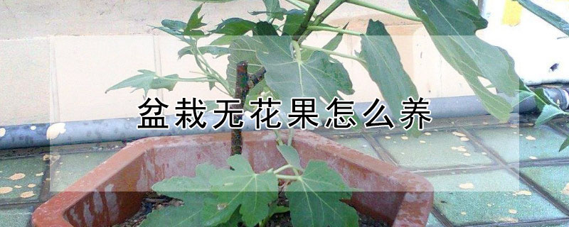 盆栽无花果怎么养"