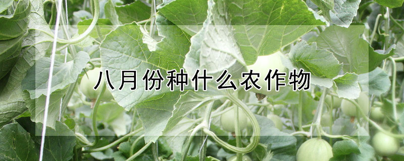 八月份种什么农作物"