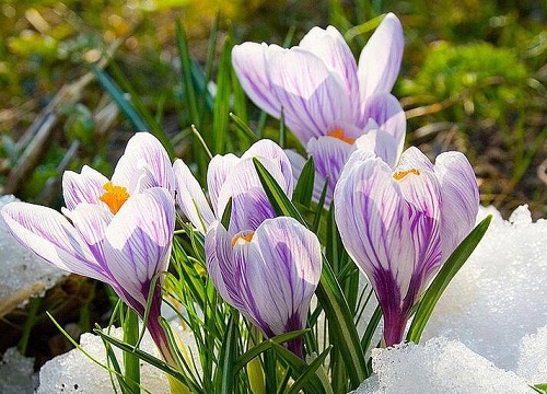 藏红花耐寒吗（藏红花能耐多少度低温）"