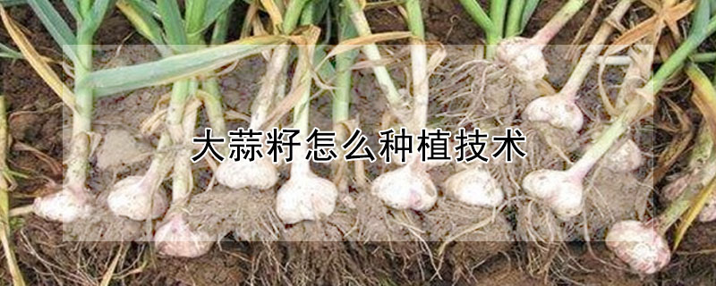 大蒜籽怎么种植技术"