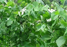 食用未烧熟芸豆会导致中毒