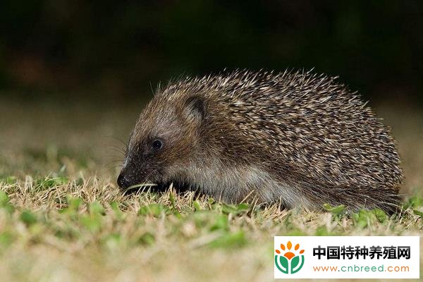 刺猬的饲喂养殖技术