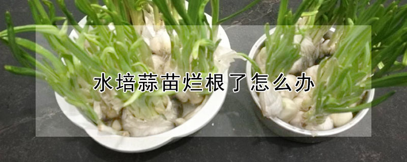 水培蒜苗烂根了怎么办"