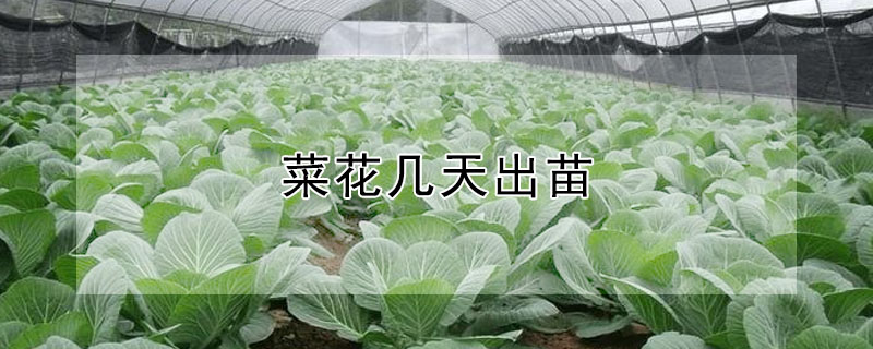 菜花几天出苗