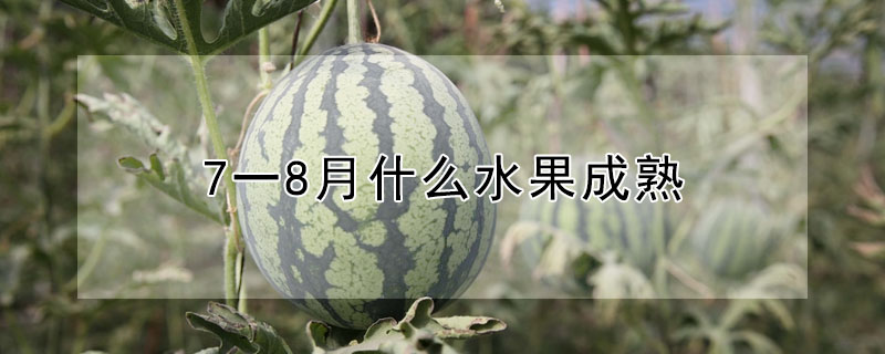 7一8月什么水果成熟