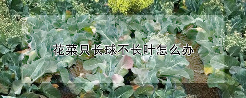 花菜只长球不长叶怎么办"