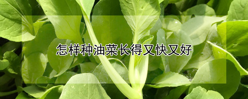 怎样种油菜长得又快又好"