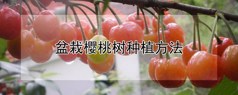 盆栽樱桃树种植方法"