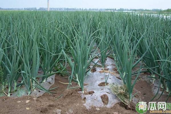 洋葱高产种植技术和管理方法"