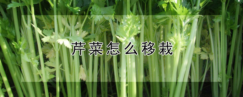 芹菜怎么移栽"