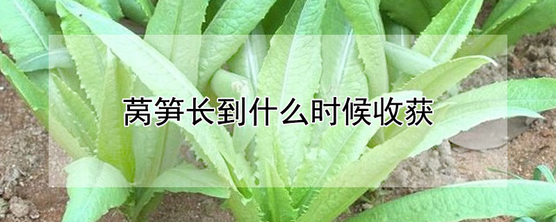 莴笋长到什么时候收获"