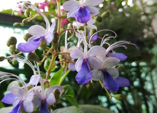 家里养蝴蝶兰花风水好不好