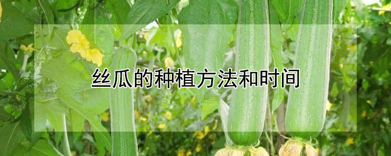 丝瓜的种植方法和时间"