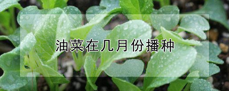 油菜在几月份播种"