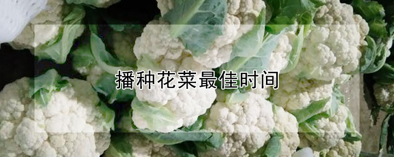 播种花菜最佳时间