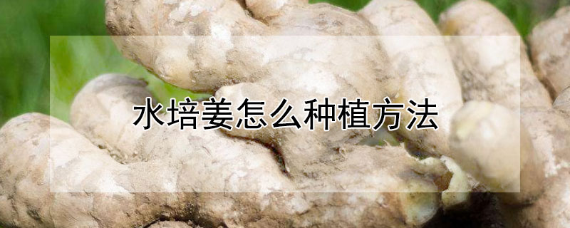 水培姜怎么种植方法