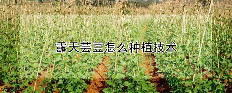 露天芸豆怎么种植技术"