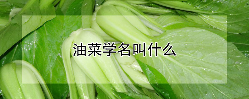 油菜学名叫什么"