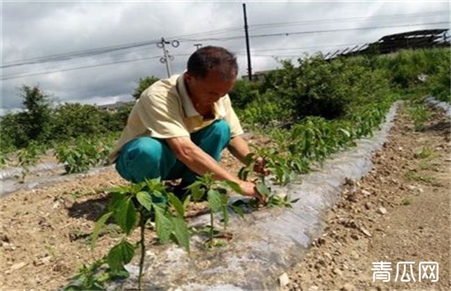 辣椒整枝打杈有什么作用？"