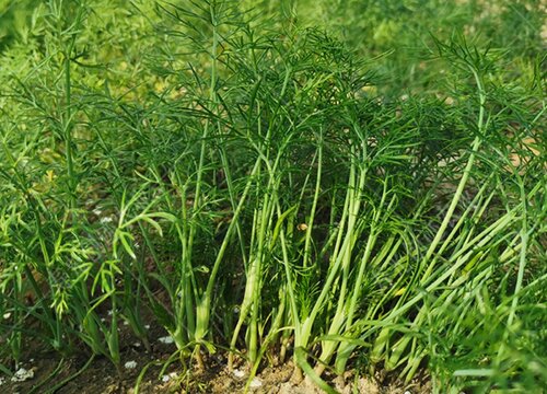 茴香几月份播种最合适