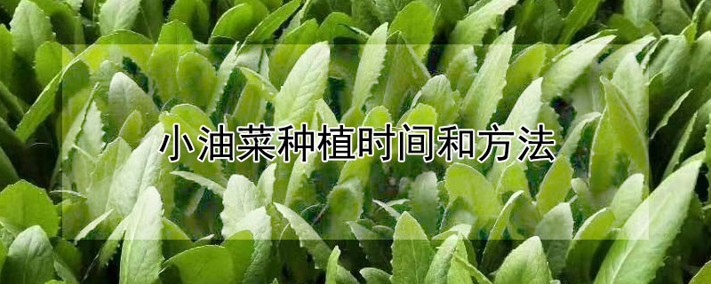 小油菜种植时间和方法"