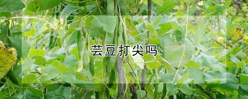 芸豆打尖吗